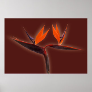 Pôster Pássaro do Paraíso