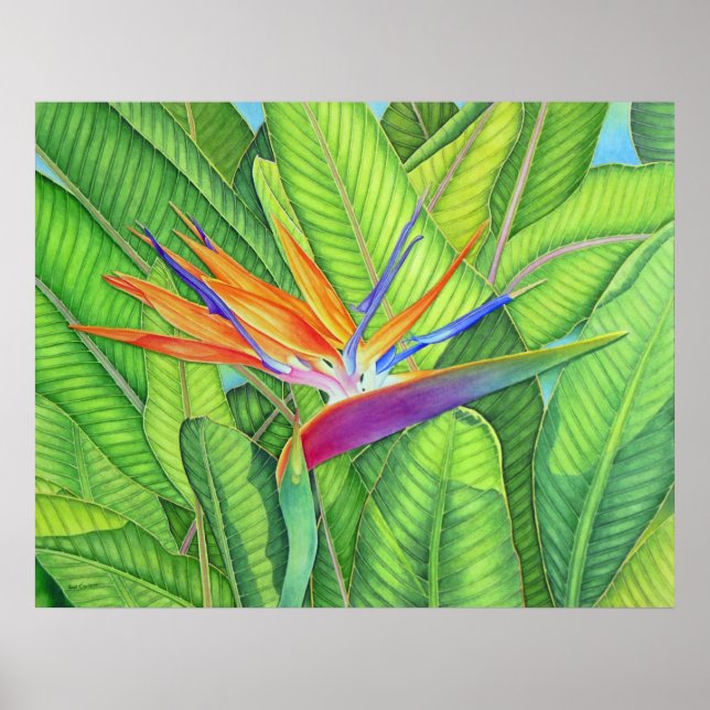 Poster Pássaro do Paraíso (Frente)