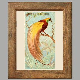 Poster Pássaro do Paraíso,Conjunto de Parede Galeria de 6