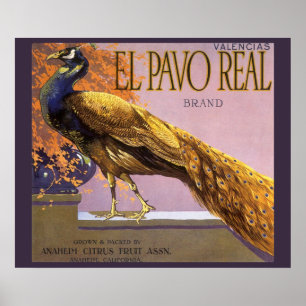 Pôster Pássaro do pavão do Pavo do EL da arte da etique