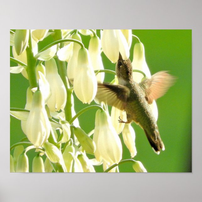 Poster Pássaro do zumbido (Frente)