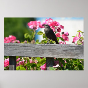 Poster Pássaro em uma cerca