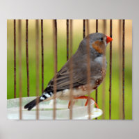 Pássaro Finch Zebra em gaiola