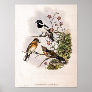 Poster Pássaro Flycatcher de Brodie Vintage por John Goul
