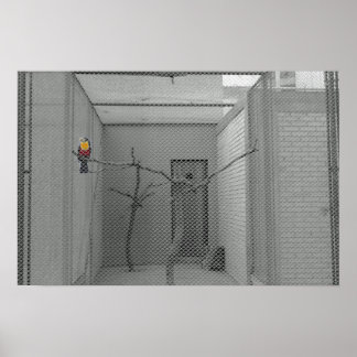 Pôster Pássaro gaiado