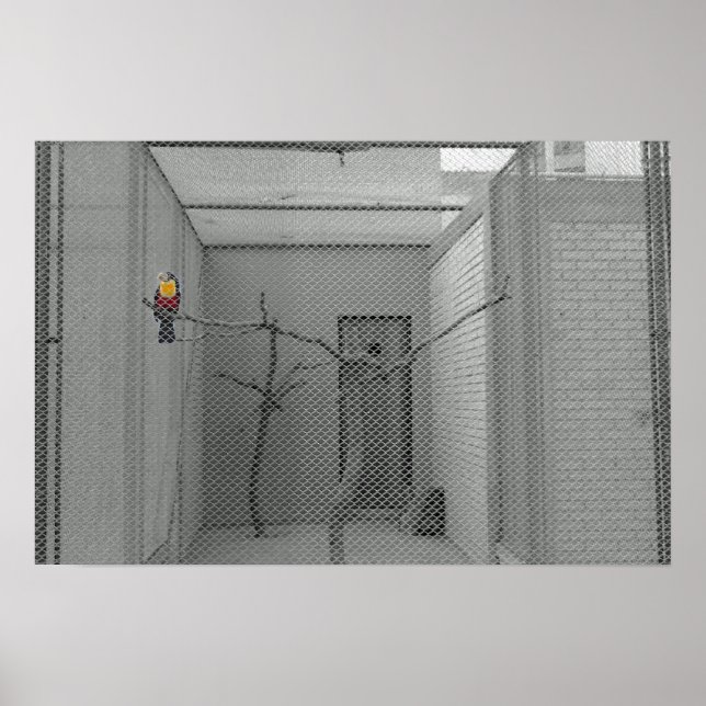 Pôster Pássaro gaiado (Frente)