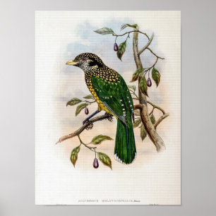 Poster Pássaro-gato-de-colar-preto por John Gould