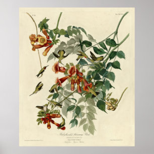 Poster Pássaro Humming, Ave de Audubon, América
