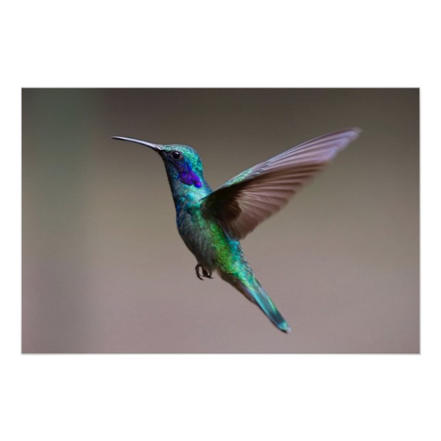 Pôster Pássaro Hummingno Voo (Frente)