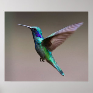Pôster Pássaro Hummingno Voo