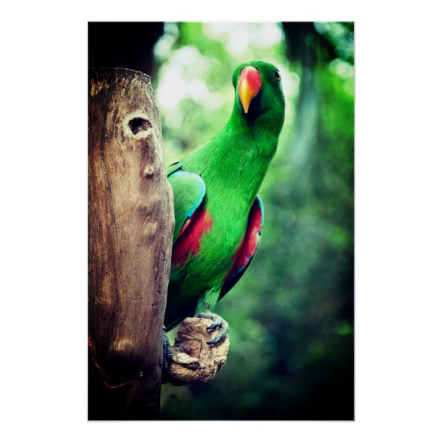 Pôster Pássaro Macaw Colorido do Papagaio (Frente)