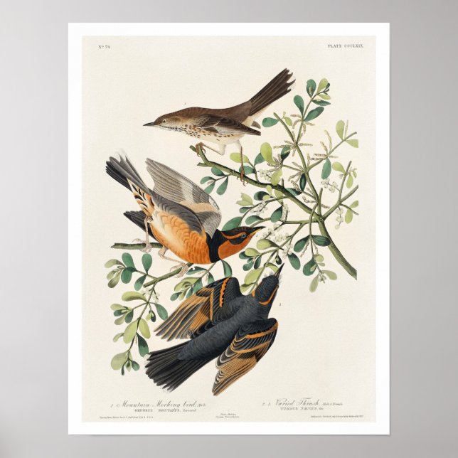 Poster Pássaro Montanhês e Thrush Variado em Audubon (Frente)