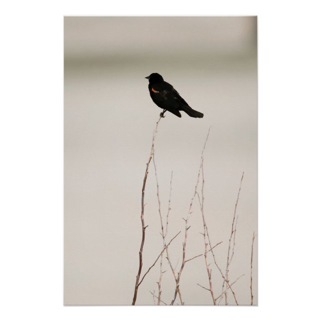 Pôster Pássaro Negro Na Ramificação De Barren (Frente)