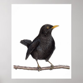 Poster Pássaro Negro (Turdus Merula)