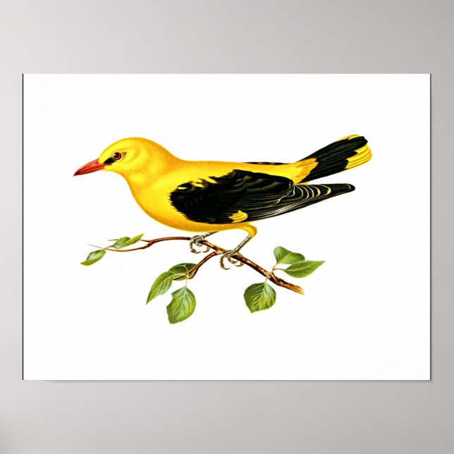 Poster Pássaro Oriole, Ouro Eurasiático (Frente)