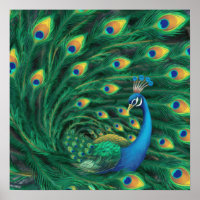 Passaro Pavão Azul