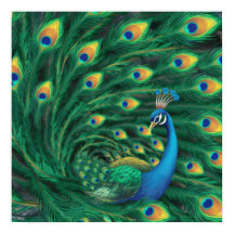Passaro Pavão Azul