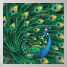 Poster Passaro Pavão Azul