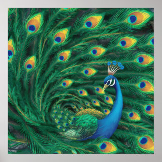 Poster Passaro Pavão Azul