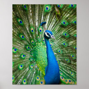 Poster Pássaro Peacock Colorido