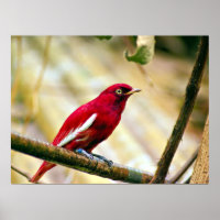 Pássaro Pompadour Cotinga