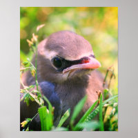 Pássaro-preto-branco-de-vidro-Waxwing