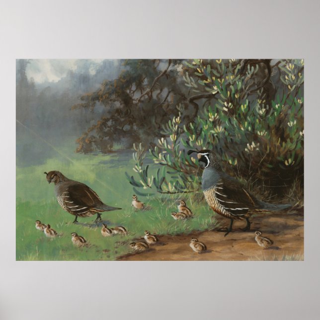 Poster Pássaro Quail da Califórnia em pintura natural (Frente)