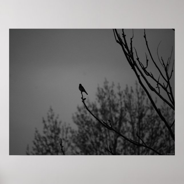 Pôster Pássaro selvagem (Frente)