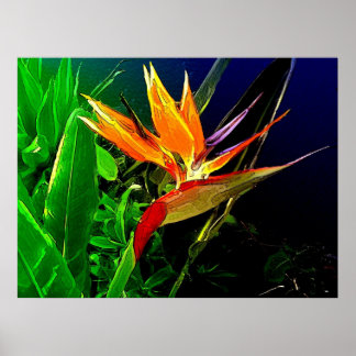 Poster Pássaro Tropical