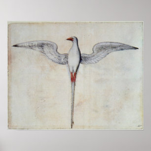 Pôster Pássaro trópico