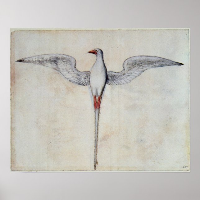 Pôster Pássaro trópico (Frente)