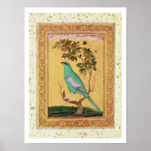 Poster Pássaro verde, Mughal (gouache no papel)