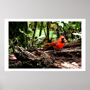 PÔSTER PÁSSARO VERMELHO