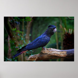 Pôster pássaro Vermelho-atado do cockatoo