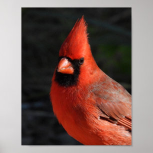 Poster Pássaro Vermelho Cardinal do Norte Retrato Fotogra