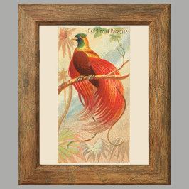 Poster Pássaro Vermelho do Paraíso, Muro de Galeria Conju