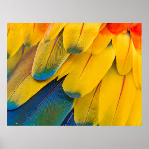 Poster Pássaros amarelos azuis e vermelhos da flor do pa