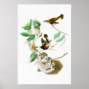 Poster Pássaros América de Redstart John James Audubon