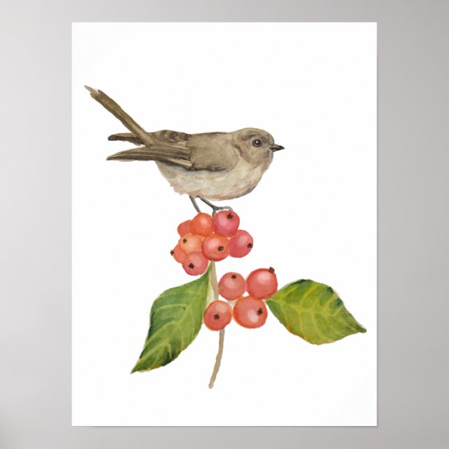 Poster Pássaros aquarela "Sylvia curruca" (Frente)