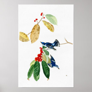 Poster Pássaros Azure de John James Audubon da toutinegr