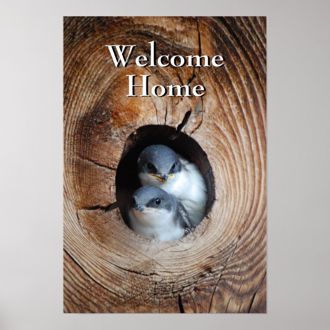 Poster Pássaros Bebês (Frente)