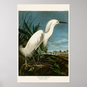 Pôster Pássaros brancos de Audubon do Egret da garça-re