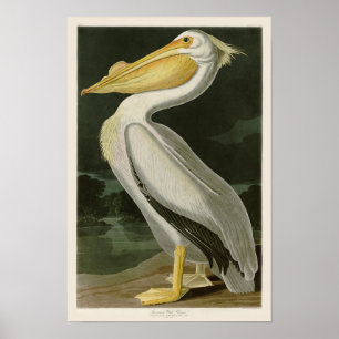 Poster Pássaros brancos do Pelicano John James Audubon da