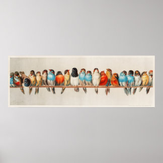 Poster Pássaros coloridos tripicais em um galho