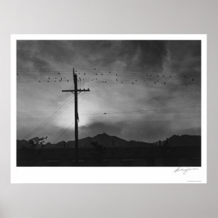 Poster Pássaros Com Fio, Noite De 1943