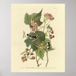 Poster Pássaros da América de Audubon e Warblers Negro e
