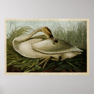 Pôster Pássaros da cisne de trompetista   da placa 376%