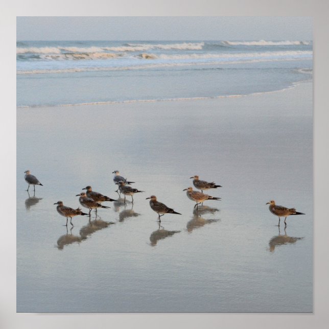 Poster Pássaros da costa (Frente)