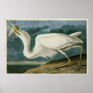 Pôster Pássaros da garça-real de grande branco da pla