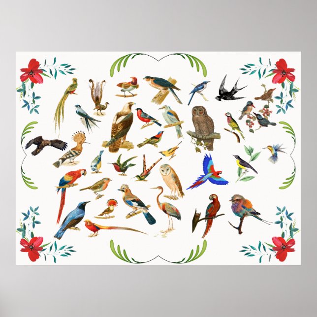 Poster Pássaros da Mesma Espécie (Frente)